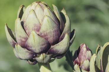 Les 5 plantes et aliments de la Détox...